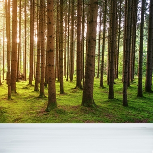 Show details for Forest